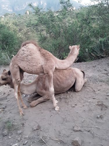 جمل