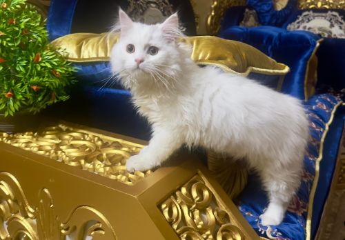 قط شيرازي للبيع التفاصيل في الوصف