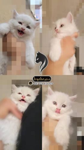 شيرازي