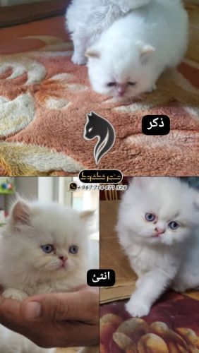 هملايا اورنج بوينت