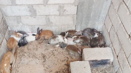 بيع الارانب كبير وصغير ووسط
