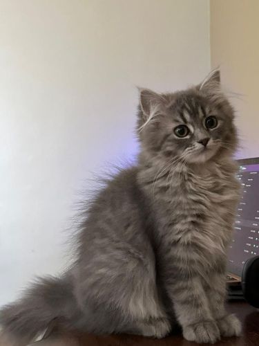مطلوب قطه