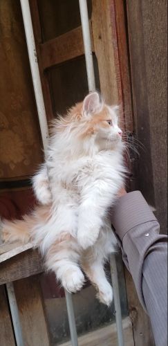 قط شيرازي للبيع