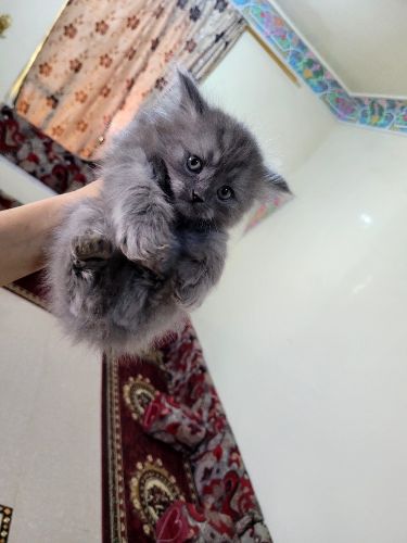 للبيع قطط شيرازية عمر شهرين