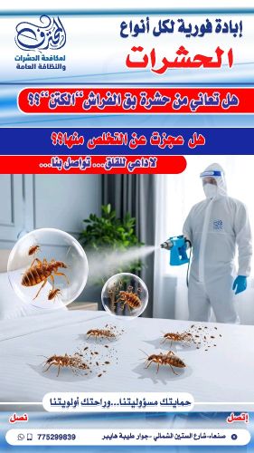 مكافحة حشرة الكتن"البق" في صنعاء