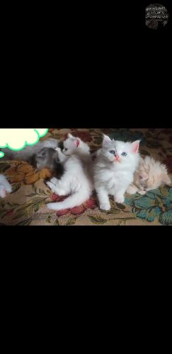 قطط شيرازي للبيع
