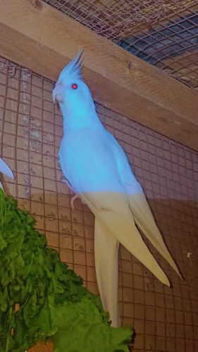 طيور كوكتيل للبيع