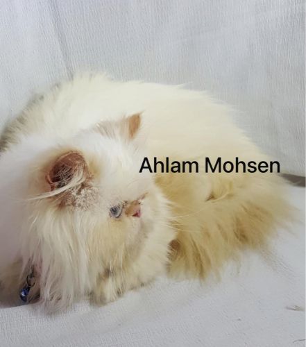 قطة أنثى بيرشن بيكي فيس ( نادرة )