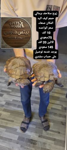 سلاحف برمائي