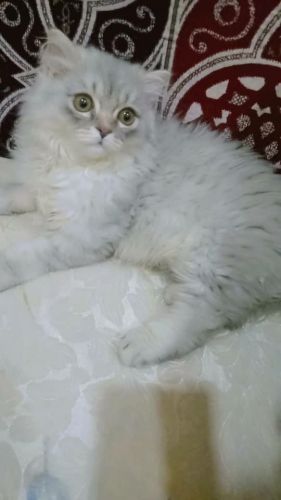 قطط شيرازي للبيع