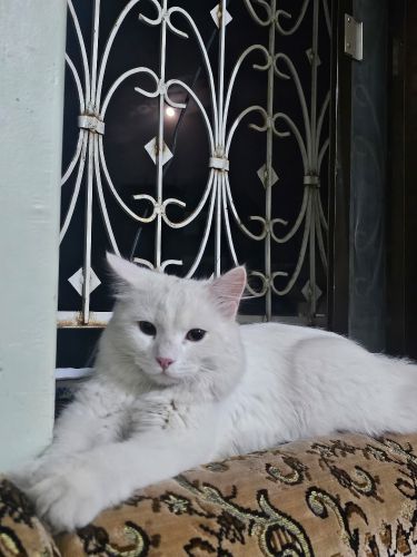 متوفر
