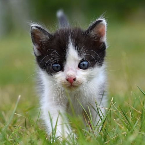 Cats