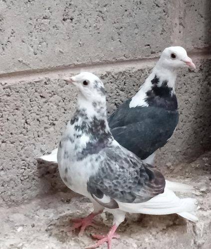 حمام للبيع الحبه بالف ريال