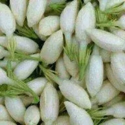 ورد وفل