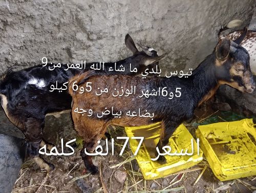 9تيوس بلدي واثنين كباش وثلاث رخال