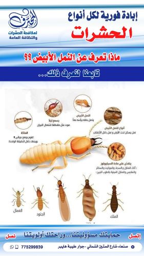 مكافحة النمل الأبيض الأرضة بصنعاء