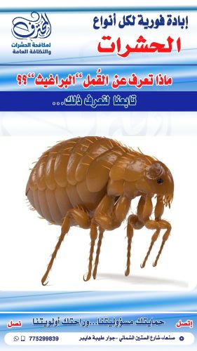 مكافحة القمل البراغيث في صنعاء