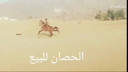 حصان للبيع العمر سنتين