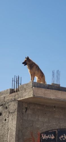 كلب اصفر شعر كثيف انتاج جدا حلو